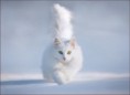 /album/quinto-varios/h-324-gato-blanco-jpg/